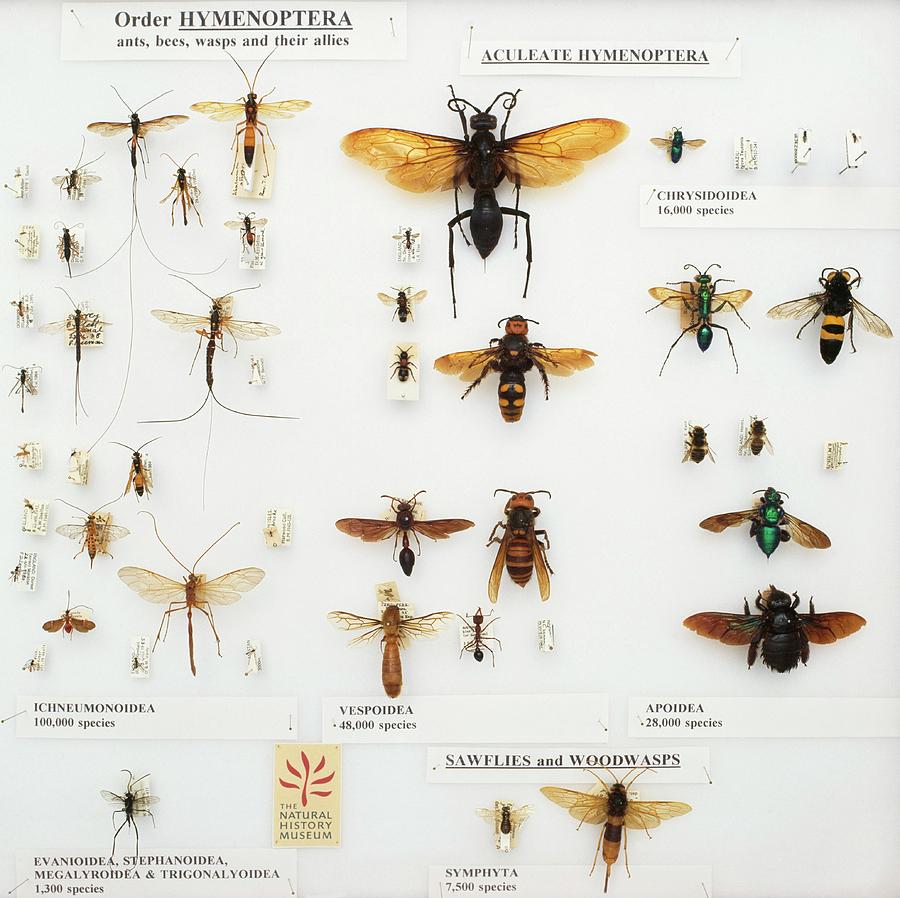 Hymenoptera Specimens Photograph by Natural History Museum, London/science Photo Library