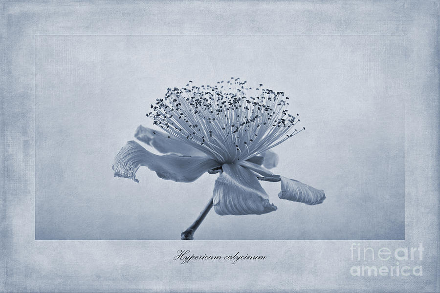 Flower Photograph - Hypericum calycinum Cyanotype by John Edwards