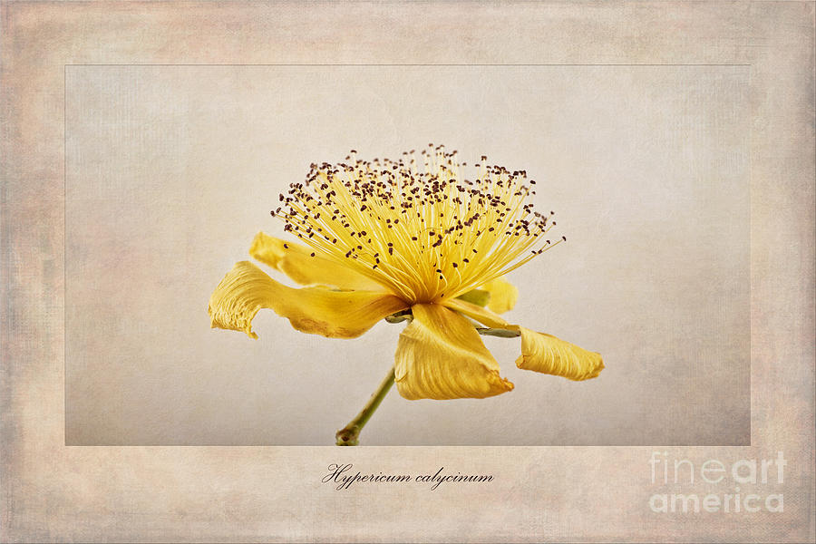 Flower Photograph - Hypericum calycinum by John Edwards