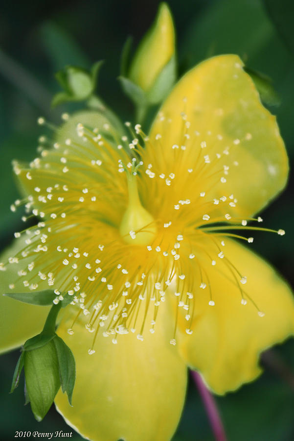 Hypericum  Photograph by Penny Hunt