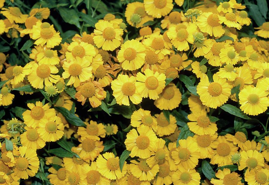 Hypericum Perforatum. by Science Photo Library