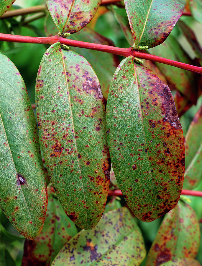 Hypericum Rust Photograph by Geoff Kidd/science Photo Library