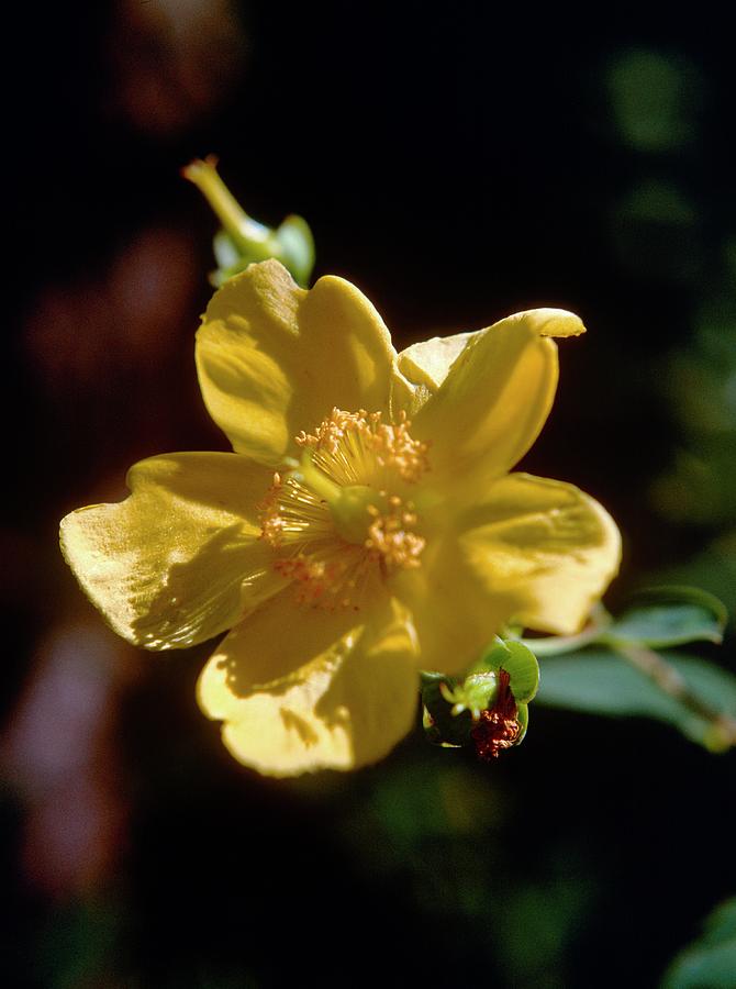 Nature Photograph - Hypericum St Johns Wort. by Ron Bonser/science Photo Library