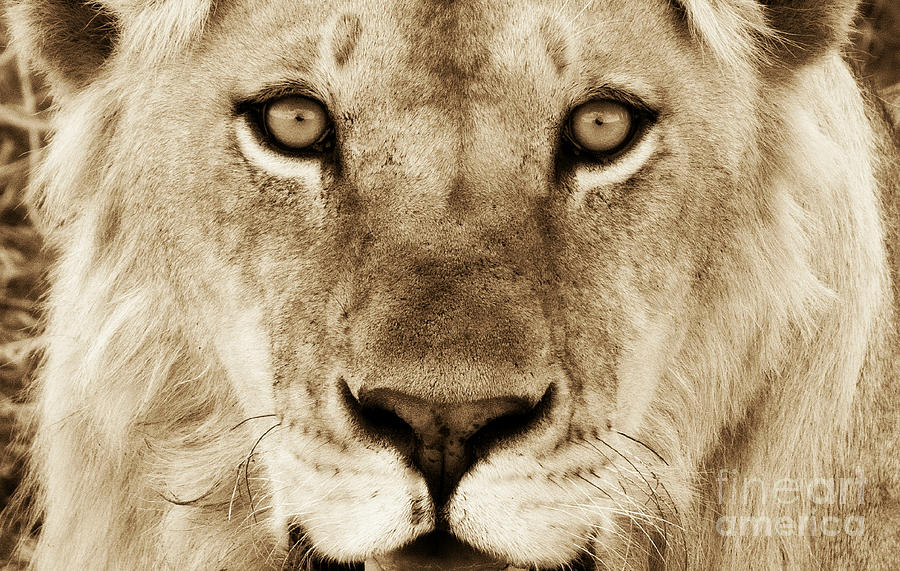 Hypno Lion Photograph by Chris Scroggins