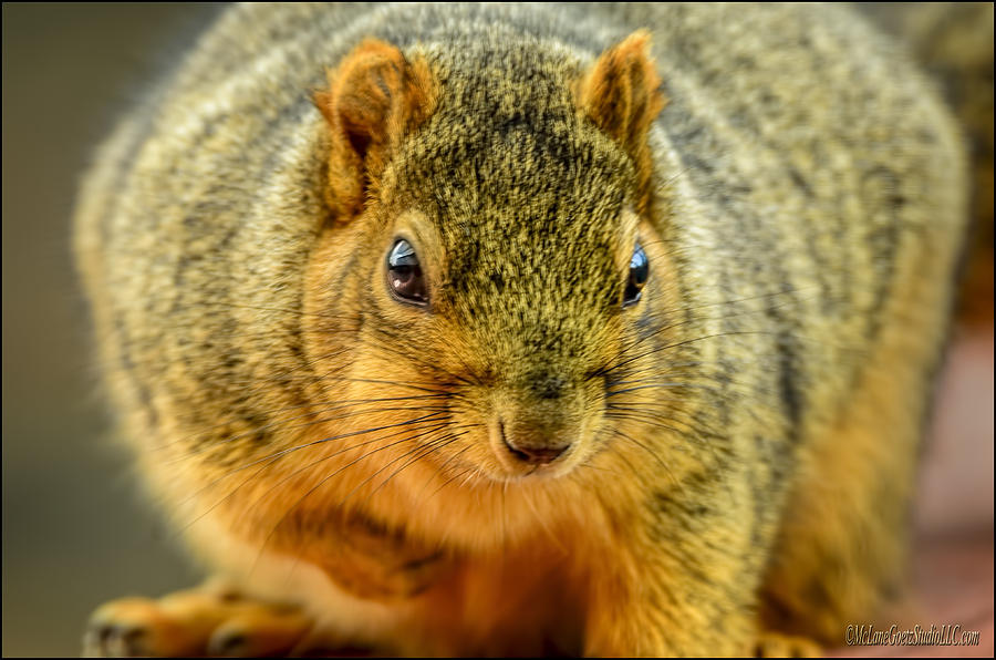 Animal Photograph - Hypno Squirrel by LeeAnn McLaneGoetz McLaneGoetzStudioLLCcom
