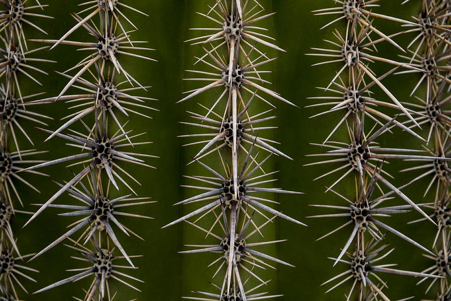 Hypnosis by cactus Photograph by Glenn DiPaola