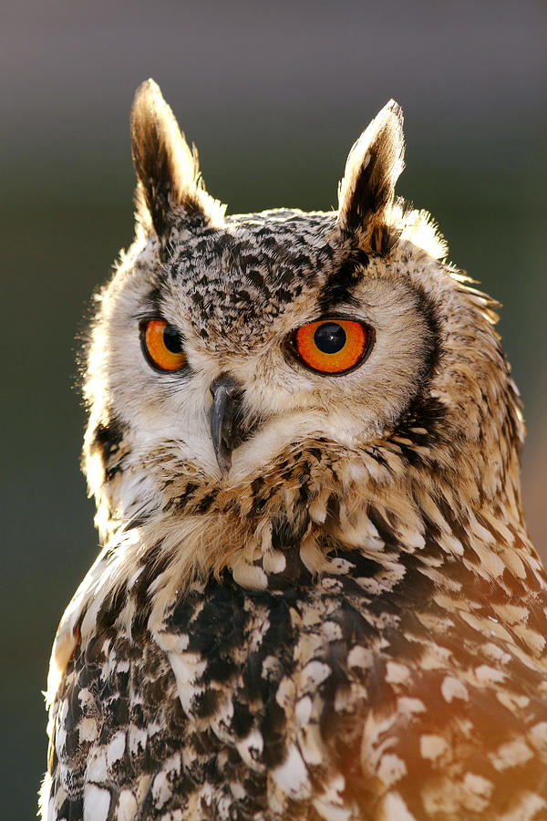 Owl Photograph - HypnotEyes  Eurasian Eagle Owl by Roeselien Raimond