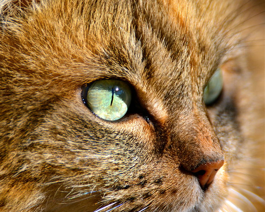 Cat Photograph - Hypnotic by Jody Partin