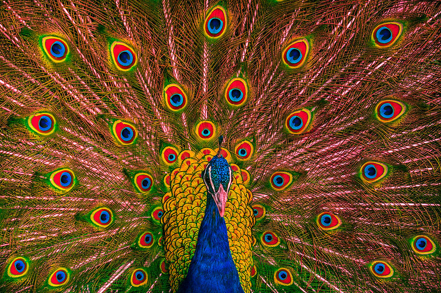 Hypnotic Peacock Photograph by Ernest Echols