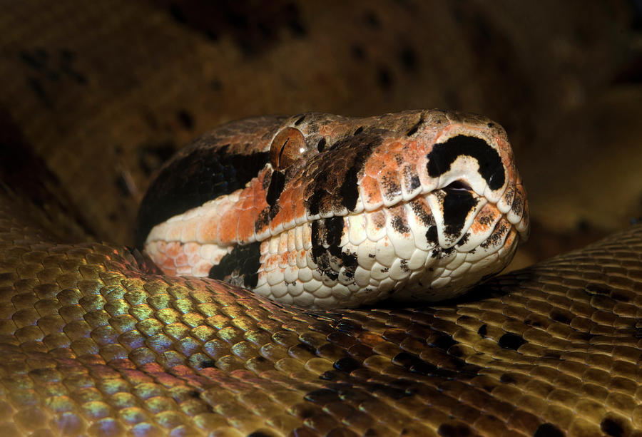 Wildlife Photograph - Hypo Colombian Boa by Nigel Downer