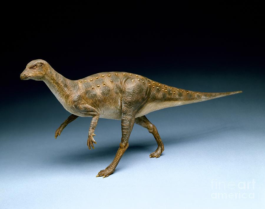 Hypsilophodon Dinosaur, Museum Model Photograph by Natural History Museum, London