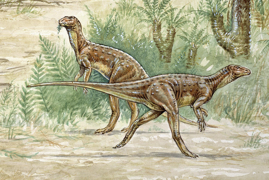 Hypsilophodon Dinosaur Photograph by Natural History Museum, London/science Photo Library