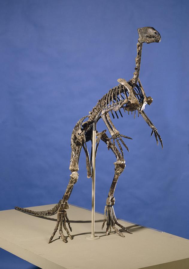 Prehistoric Photograph - Hypsilophodon dinosaur skeleton by Science Photo Library