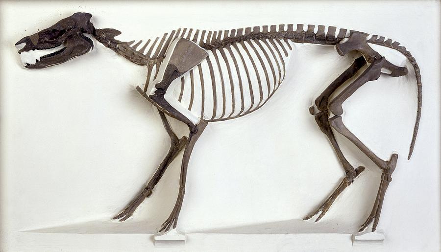 Hyracotherium Horse, Fossil Skeleton Photograph by Science Photo Library