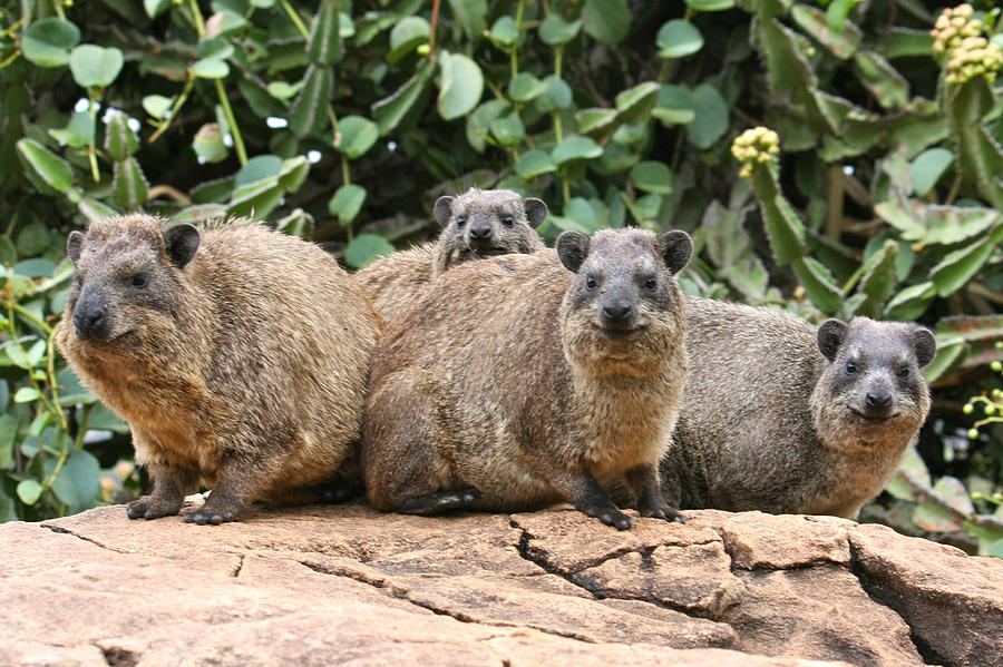 Hyrax Photograph - Hyrax Family on a Rock  by Bob Parr