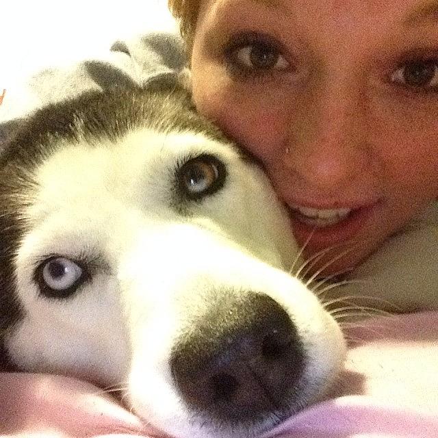 Husky Photograph - I Absolutely Love My Dog To Death And by Sierra  Christopher