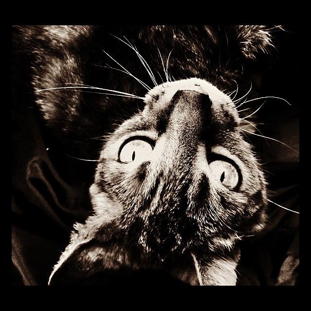 I Adore This Cat.
this Is Rosie; Photograph by Vanessa Leblanc