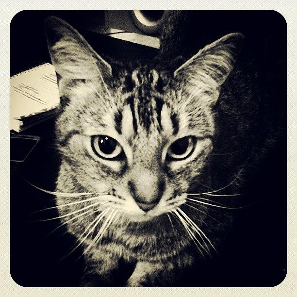 Cat Photograph - I Adore You by Joe Giampaoli