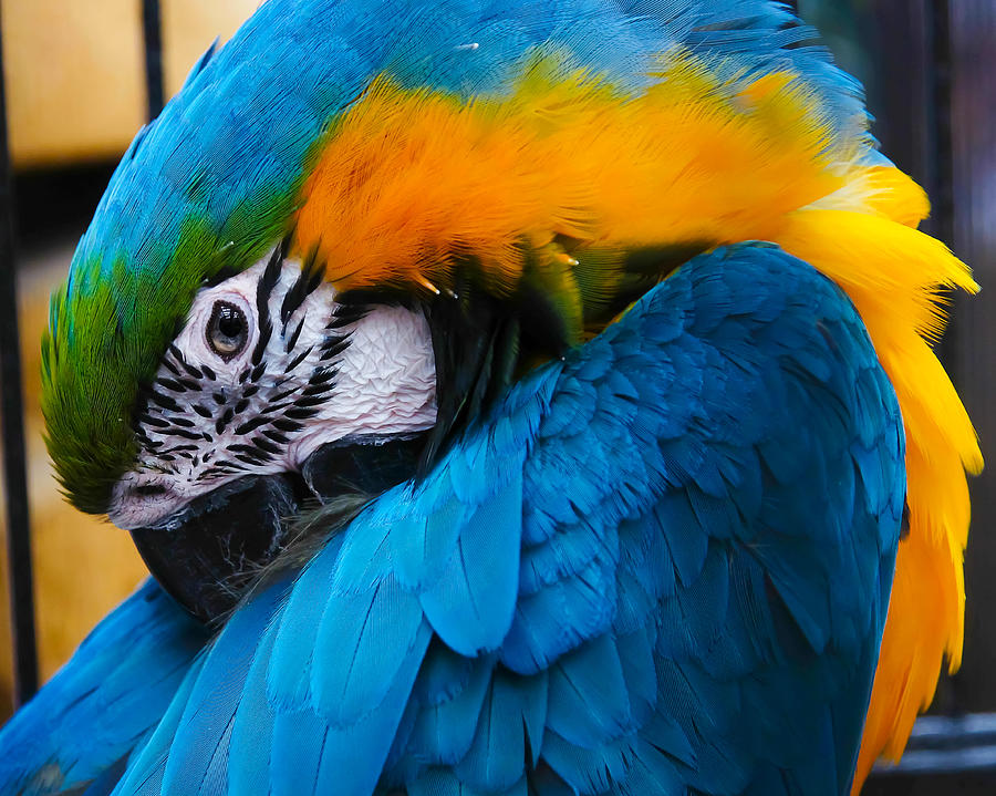 Macaw Photograph - I always feel like somebodys watching me by Robert L Jackson
