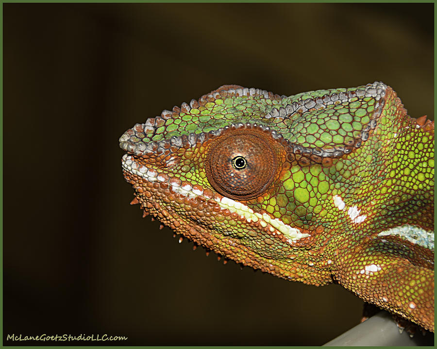 I Am A Chameleon Photograph By Leeann Mclanegoetz 