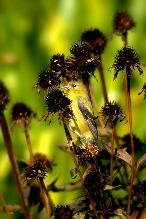 I am a Flower Stalk Do You See Me Photograph by Carol Montoya