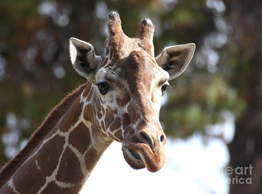 I am A Giraffe Photograph by Ruth Jolly