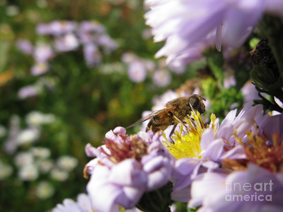 Nature Photograph - I Am A Little Busy Bee by Ausra Huntington nee Paulauskaite