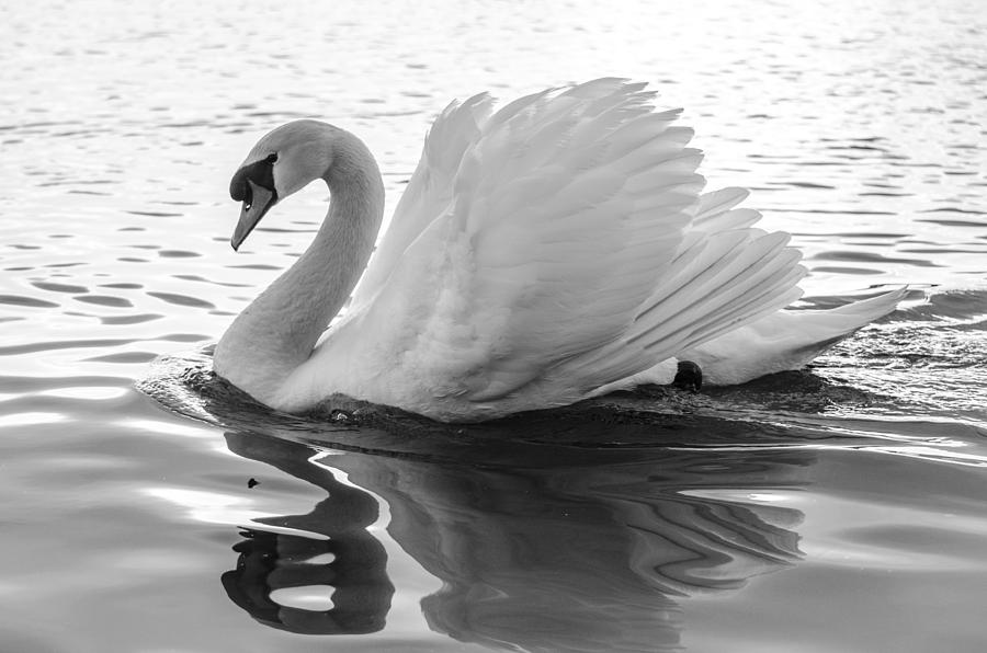 I am a Swan Photograph by Martina Fagan