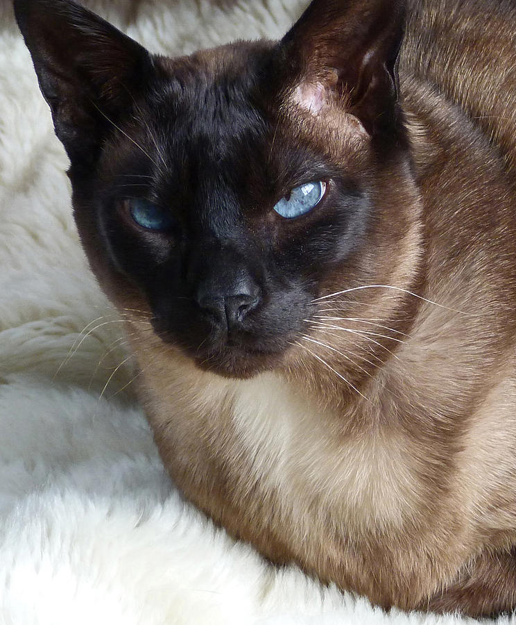 Cat Photograph - I Am A Tonkinese by Margaret Saheed