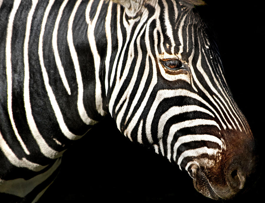 Black And White Photograph - I Am A Zebra by Miroslava Jurcik