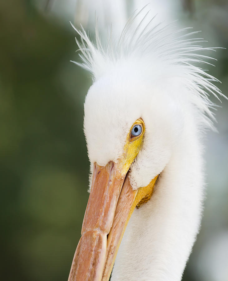 Pelican Photograph - I am having a good hair day by Jennifer Harrington Relyea