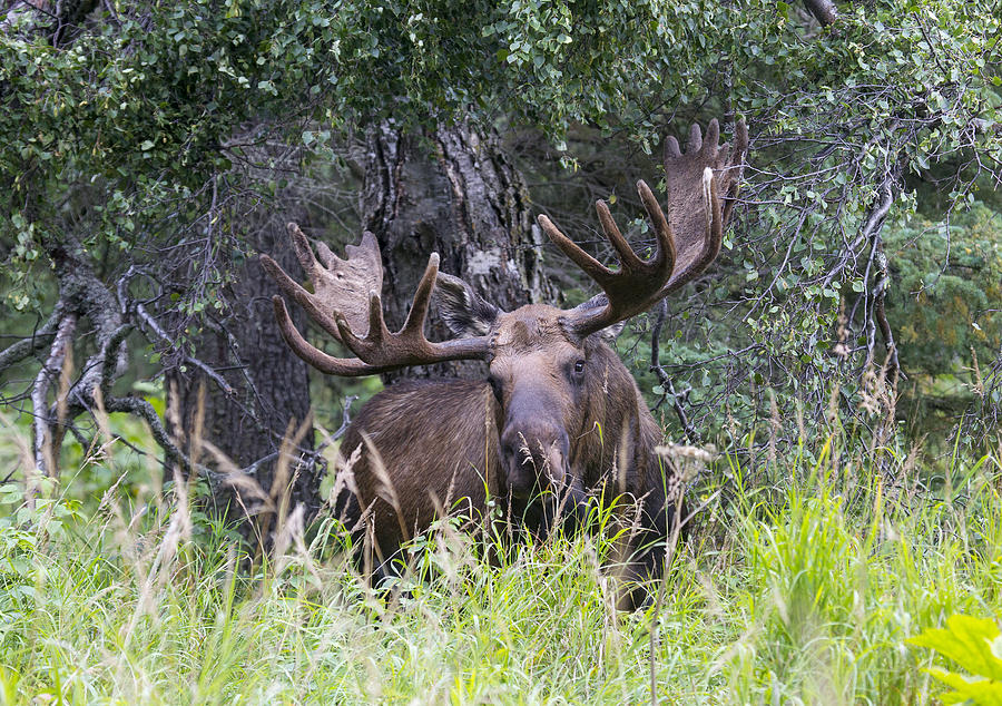 Moose Photograph - I Am Hidden by Doug Lloyd