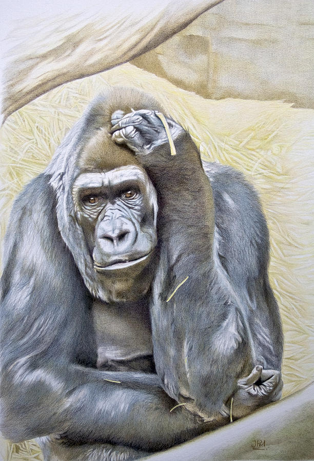 Gorilla Drawing - I am in Big Trouble by Jill Parry