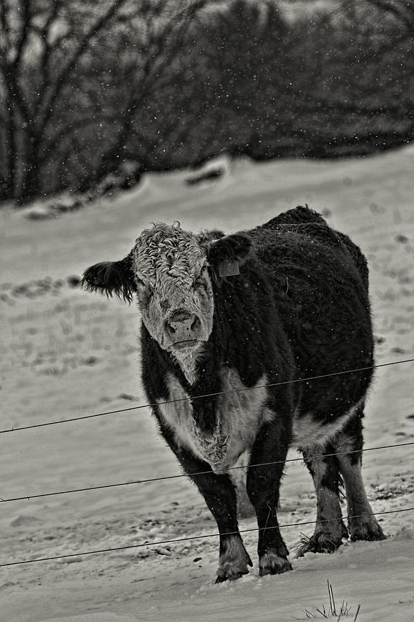 I Am Not A Happy Cow Photograph by Thomas Young