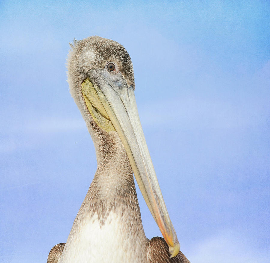 I Am Pelican Photograph by Fraida Gutovich