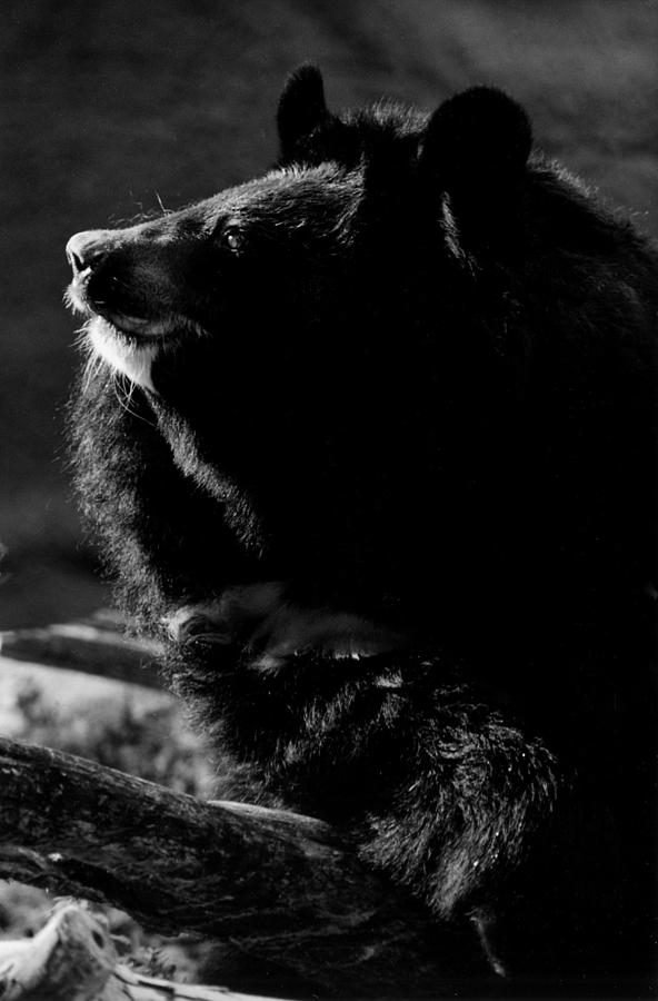 Bear Photograph - I am ready for my closeup Mr Demille by Mary Elizabeth White
