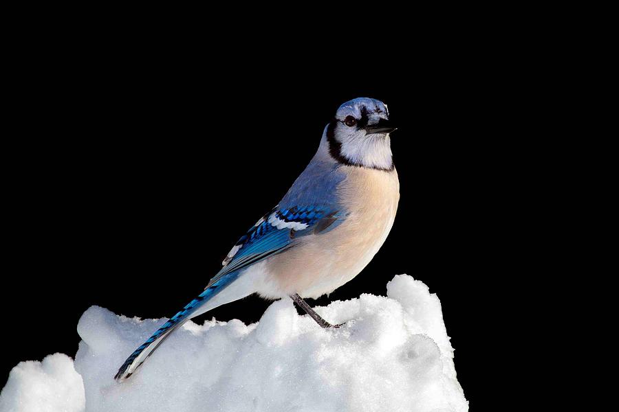 Blue Jay Photograph - I Am So Done With Winter by John Absher