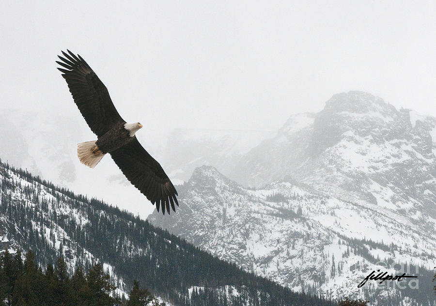 Eagle Photograph - I am the Eagle by Bon and Jim Fillpot