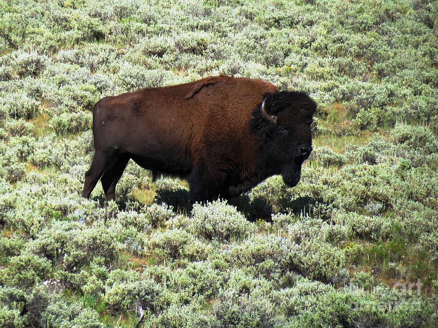 Yellowstone National Park Photograph - I Am The King Of This Meadow by Ausra Huntington nee Paulauskaite