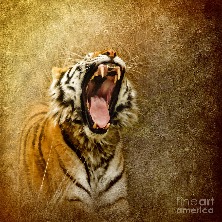 Tiger Photograph - I Am Woman Hear Me Roar by Betty LaRue