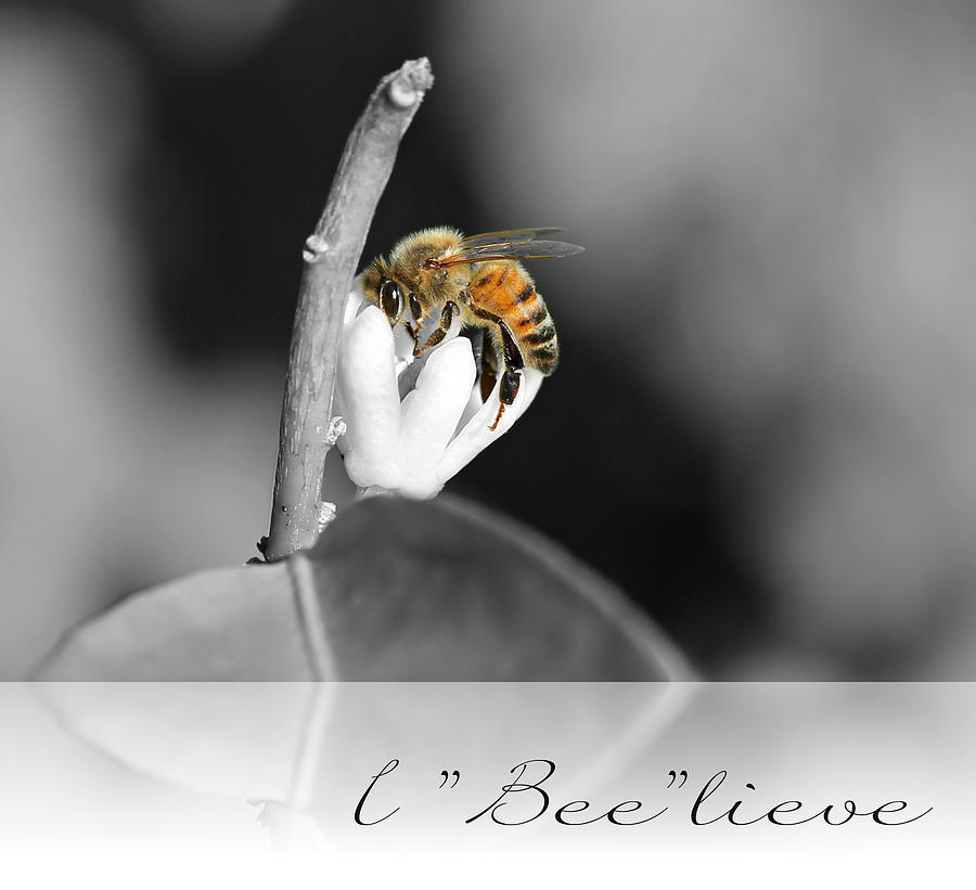 I Bee lieve Photograph by Jean Connor