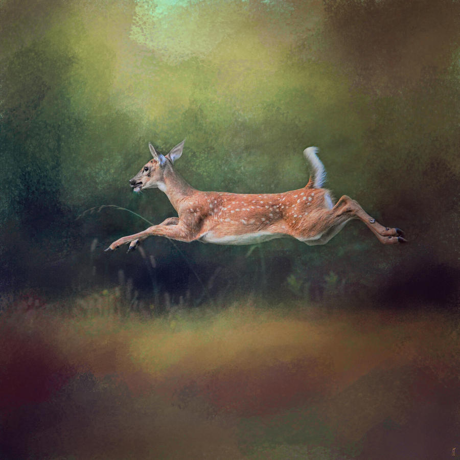 I Can Fly - Deer - Wildlife Photograph by Jai Johnson