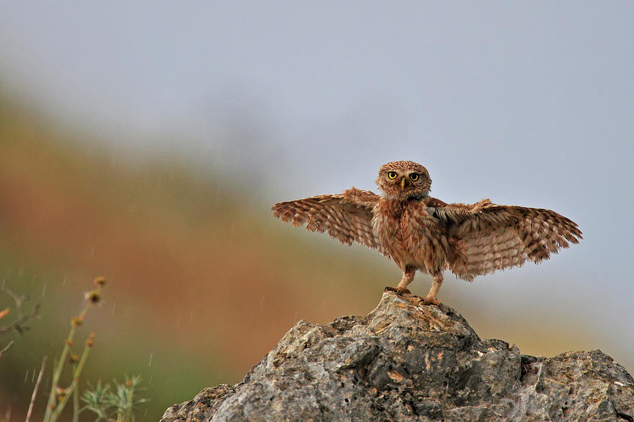 Owl Photograph - I Can Fly..!!!!!! by Muayad Amer