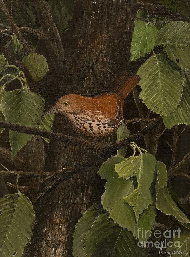Bird Painting - I Can See You by Ron Thompson