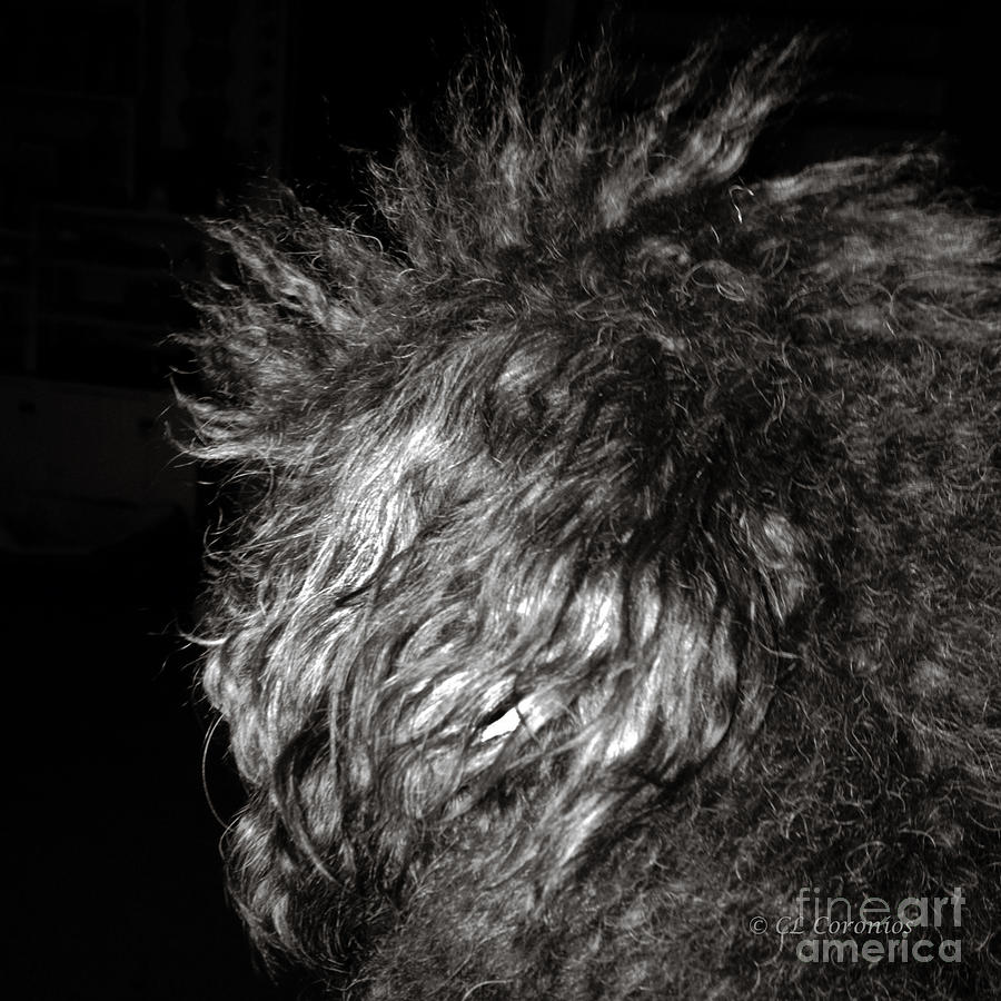 My Hair is a MESS Photograph by Carol Lynn Coronios