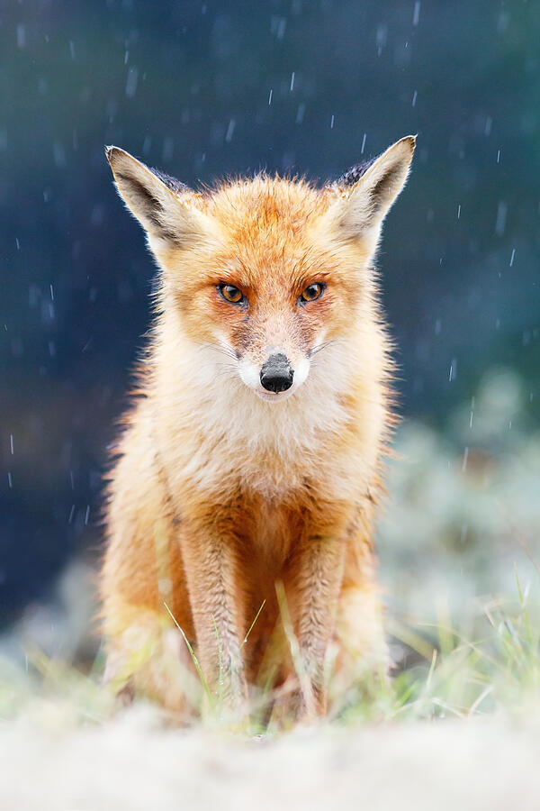 Wildlife Photograph - I Cant Stand the Rain  fox in a rain shower by Roeselien Raimond