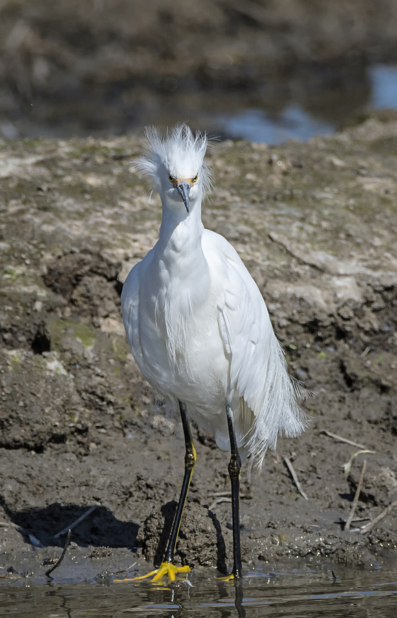 Snowy Egret with Attitude Photograph by Loree Johnson