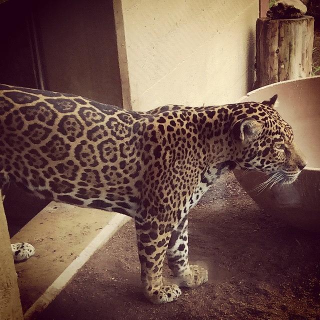 Jungle Photograph - Jaguar by Natalie Christensen