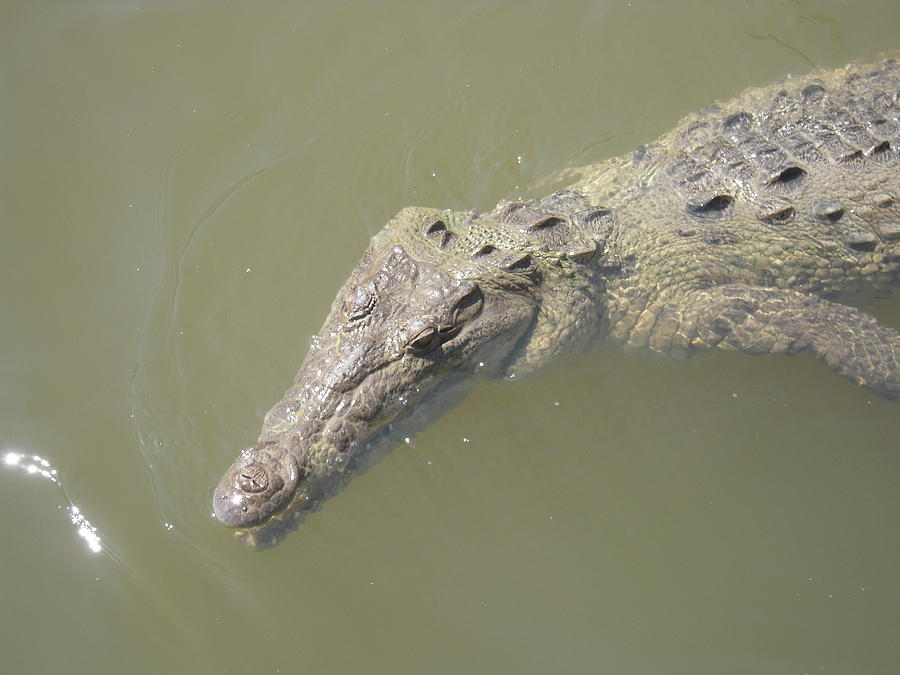 Alligator Photograph - I do not bite by Anastasia Konn