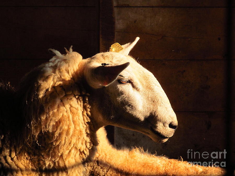 Sheep Photograph - I Dont Have To Listen To This by Tina M Wenger